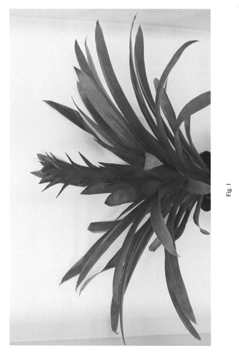 Figure 1 of US plant patent PP21547, the photograph of Cerise printed in the patent.