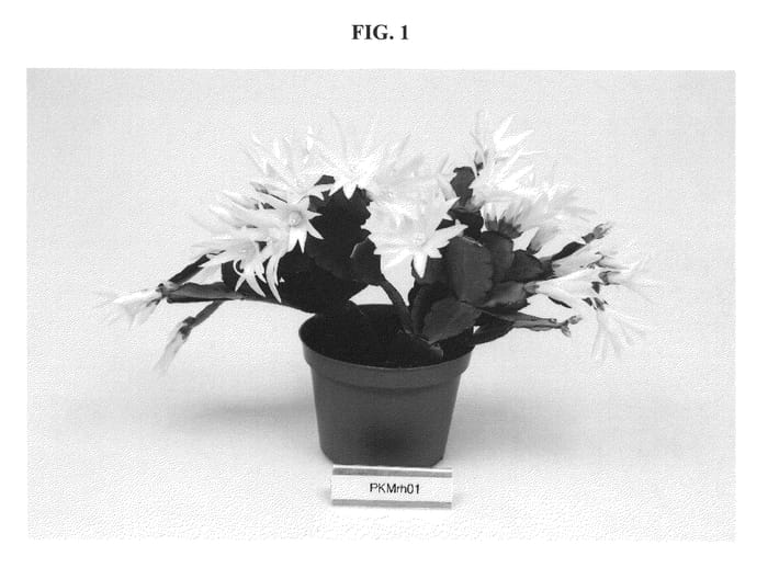 Figure 1 of US plant patent PP21548, the photograph of PKMRH01 printed in the patent.