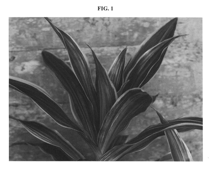 Figure 1 of US plant patent PP21549, the photograph of Lauren printed in the patent.