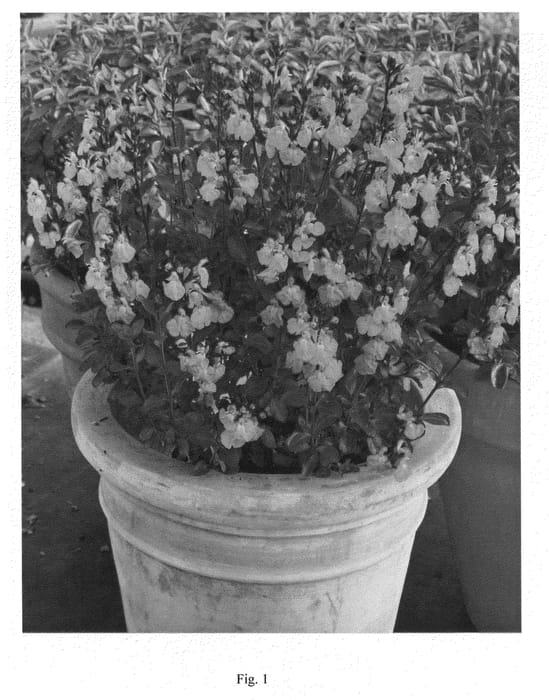 Figure 1 of US plant patent PP21550, the photograph of Pluenn printed in the patent.