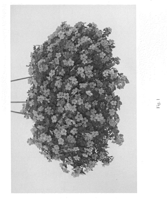 Figure 1 of US plant patent PP21551, the photograph of DANCOP28 printed in the patent.