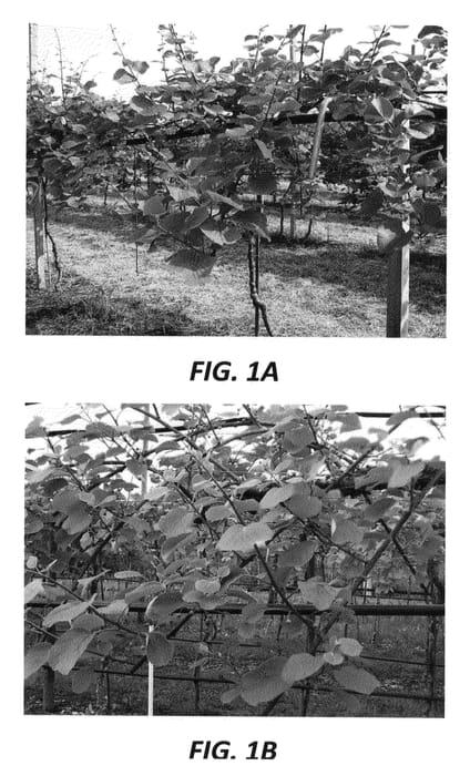 Figure 1 of US plant patent PP21552, the photograph of Soreli printed in the patent.