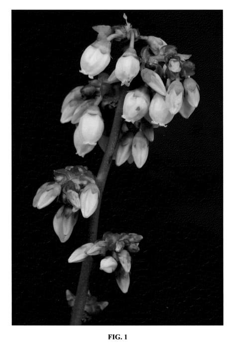 Figure 1 of US plant patent PP21553, the photograph of FL01-173 printed in the patent.