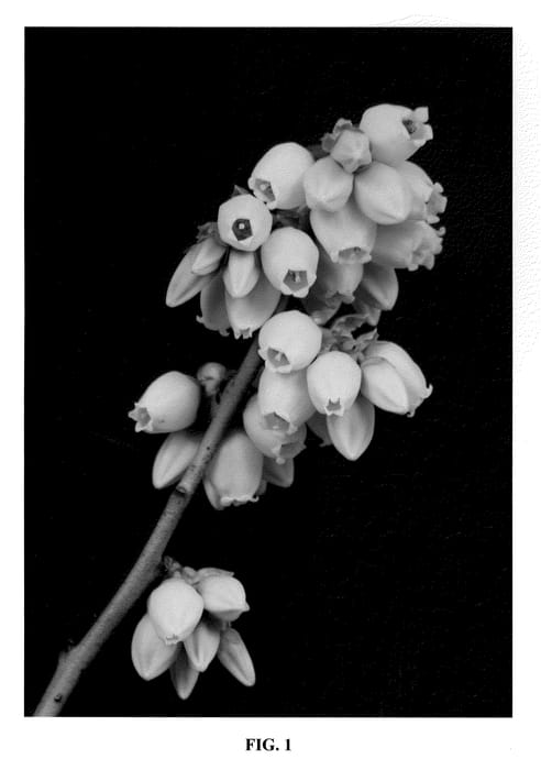 Figure 1 of US plant patent PP21554, the photograph of FL96-43 printed in the patent.