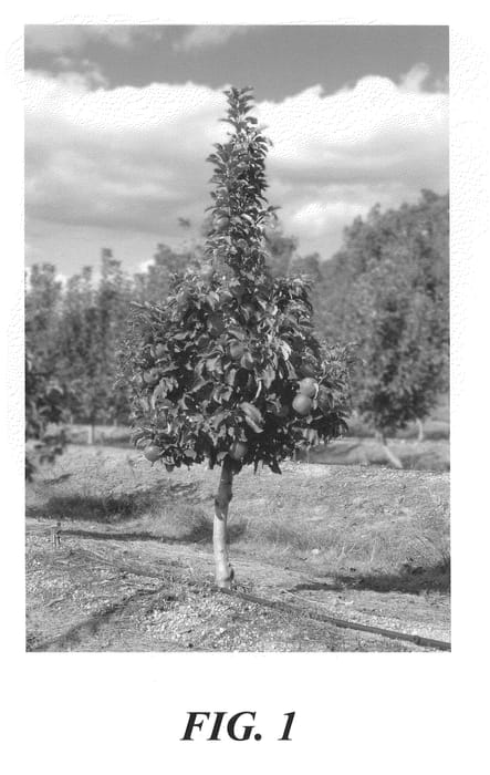 Figure 1 of US plant patent PP21555, the photograph of PLFOG99 printed in the patent.