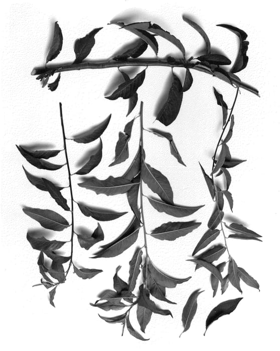Figure 1 of US plant patent PP21556, the photograph of PAC 941 printed in the patent.