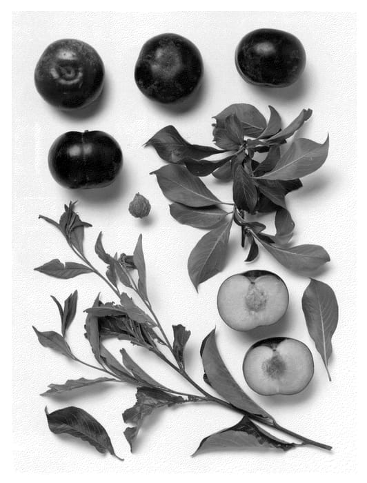 Figure 1 of US plant patent PP21557, the photograph of Black Garabedian printed in the patent.