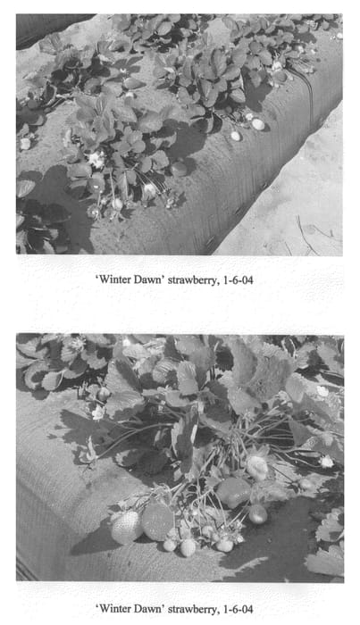 Figure 1 of US plant patent PP21558, the photograph of Winter Dawn printed in the patent.