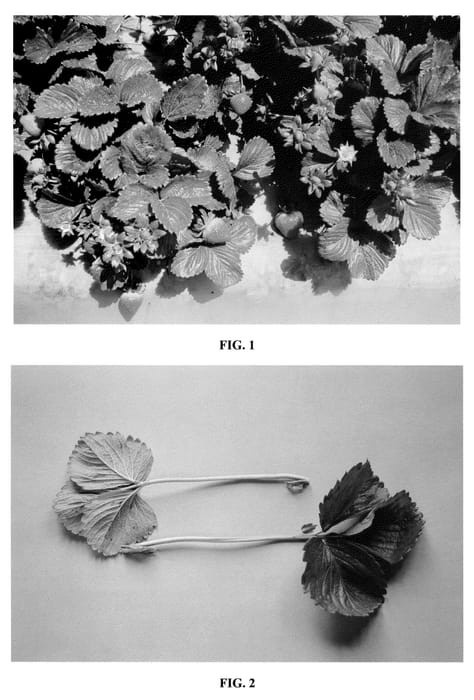 Figure 1 of US plant patent PP21559, the photograph of DrisStrawThirteen printed in the patent.