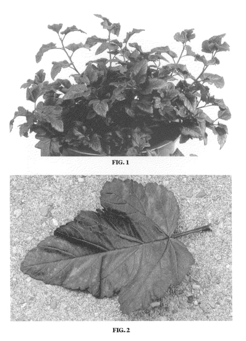 Figure 1 of US plant patent PP21560, the photograph of Gelesq printed in the patent.
