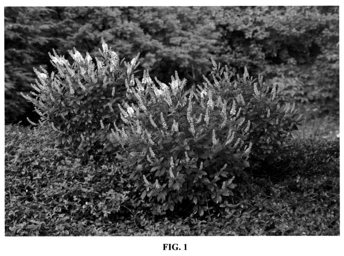 Figure 1 of US plant patent PP21561, the photograph of Crystalina printed in the patent.