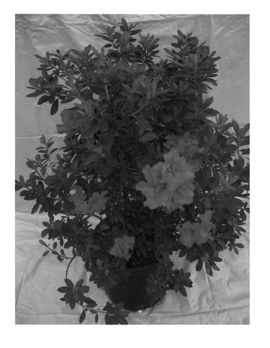 Figure 1 of US plant patent PP21562, the photograph of RLH1-1P2 printed in the patent.