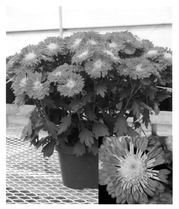 Figure 1 of US plant patent PP21563, the photograph of Yoencino printed in the patent.