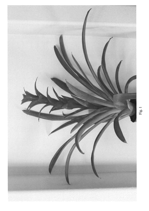 Figure 1 of US plant patent PP21564, the photograph of Brimstone printed in the patent.
