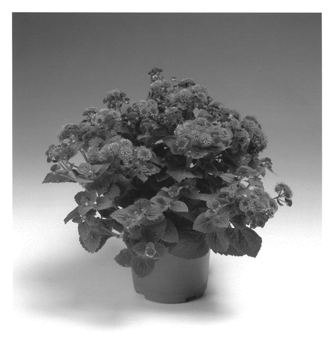 Figure 1 of US plant patent PP21565, the photograph of Agbapur printed in the patent.