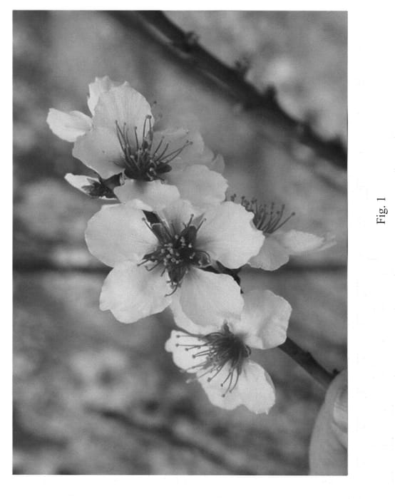 Figure 1 of US plant patent PP21566, the photograph of Nanopac printed in the patent.
