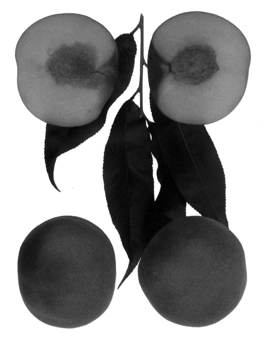 Figure 1 of US plant patent PP21567, the photograph of Sunnirich printed in the patent.
