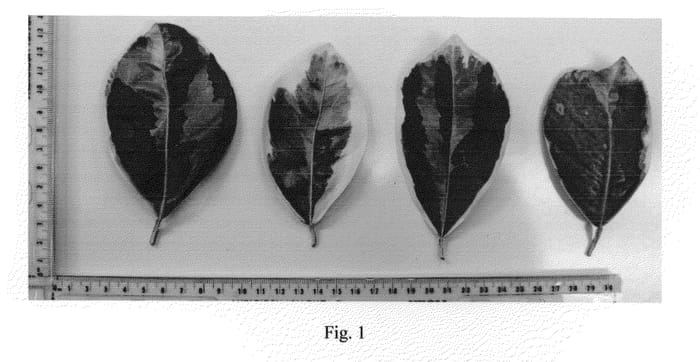 Figure 1 of US plant patent PP21568, the photograph of Morgan Sunrise Navel printed in the patent.