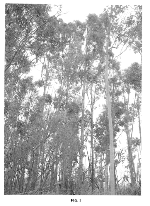 Figure 1 of US plant patent PP21569, the photograph of G3 printed in the patent.