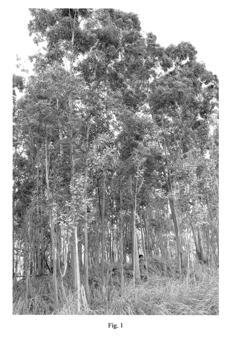 Figure 1 of US plant patent PP21570, the photograph of G4 printed in the patent.