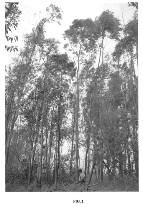 Figure 1 of US plant patent PP21571, the photograph of G2 printed in the patent.
