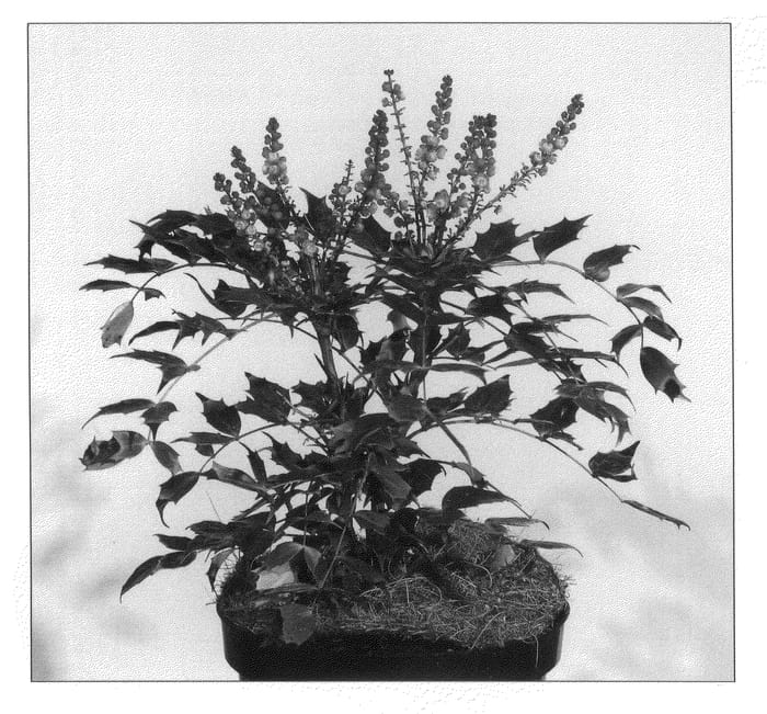 Figure 1 of US plant patent PP21572, the photograph of Cabaret printed in the patent.