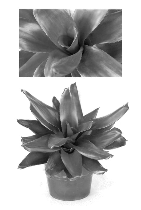 Figure 1 of US plant patent PP21573, the photograph of Maria printed in the patent.