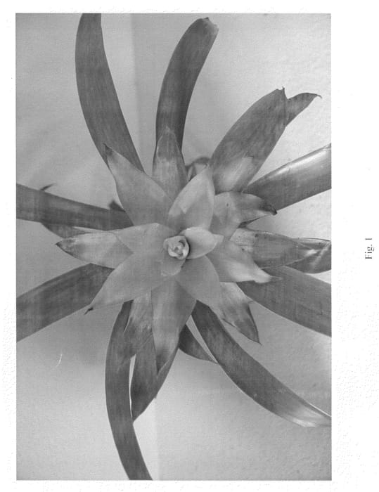 Figure 1 of US plant patent PP21574, the photograph of Aureus printed in the patent.