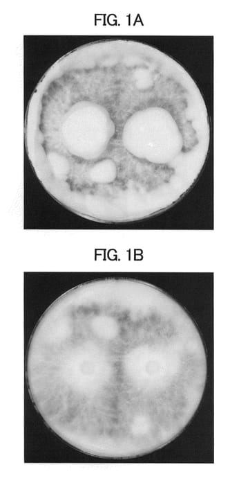 Figure 1 of US plant patent PP21575, the photograph of Grifon 120 printed in the patent.