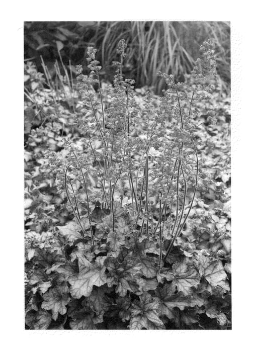 Figure 1 of US plant patent PP21576, the photograph of Mysteria printed in the patent.