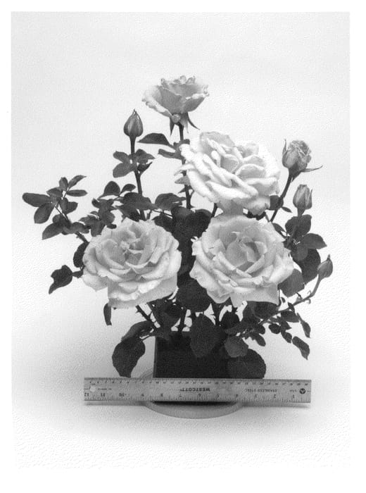 Figure 1 of US plant patent PP21577, the photograph of ORAclelon printed in the patent.