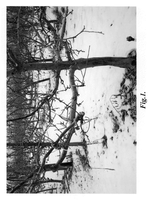 Figure 1 of US plant patent PP21578, the photograph of Burnett cultivar printed in the patent.