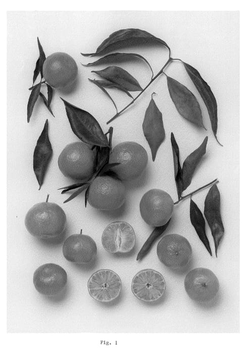 Figure 1 of US plant patent PP21579, the photograph of Parga No. 2 printed in the patent.