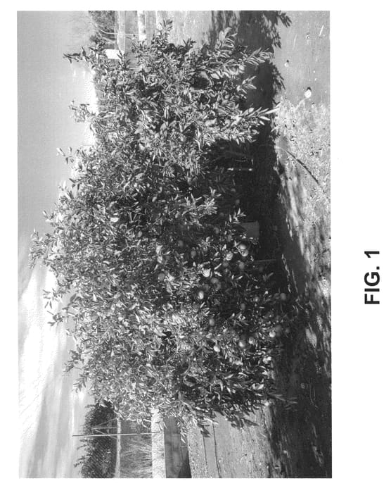 Figure 1 of US plant patent PP21580, the photograph of GARBI printed in the patent.