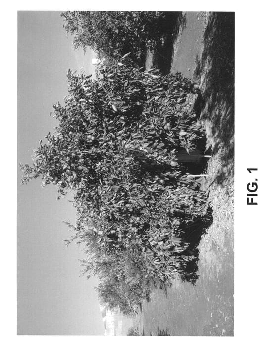 Figure 1 of US plant patent PP21581, the photograph of Safor printed in the patent.