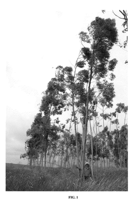 Figure 1 of US plant patent PP21582, the photograph of G1 printed in the patent.