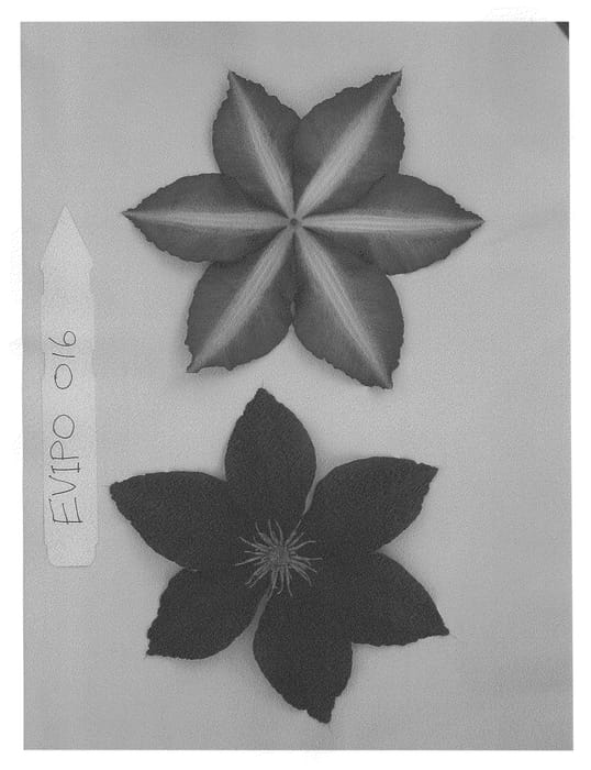Figure 1 of US plant patent PP21583, the photograph of Evipo016 printed in the patent.