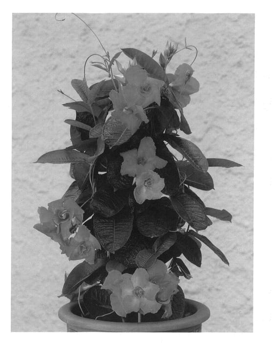 Figure 1 of US plant patent PP21584, the photograph of Gendipsa printed in the patent.