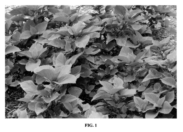 Figure 1 of US plant patent PP21585, the photograph of UF0646 printed in the patent.