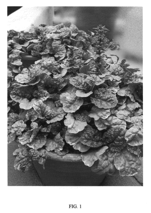 Figure 1 of US plant patent PP21586, the photograph of BINSUGPLU printed in the patent.