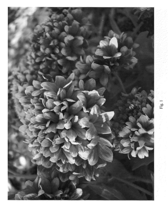 Figure 1 of US plant patent PP21587, the photograph of Bethshebalee printed in the patent.