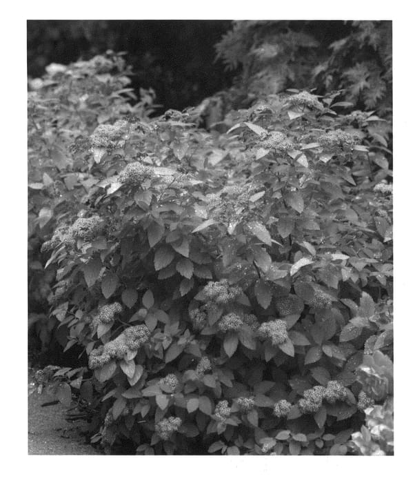 Figure 1 of US plant patent PP21588, the photograph of Tracy printed in the patent.
