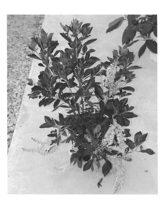 Figure 1 of US plant patent PP21589, the photograph of Caleb printed in the patent.