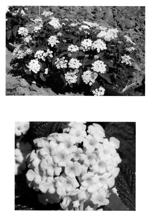 Figure 1 of US plant patent PP21590, the photograph of Ban Whit printed in the patent.