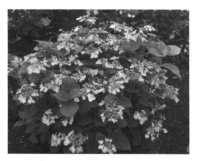Figure 1 of US plant patent PP21591, the photograph of Shugert printed in the patent.