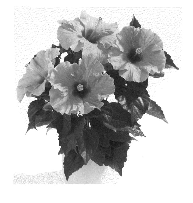 Figure 1 of US plant patent PP21592, the photograph of Adonis printed in the patent.
