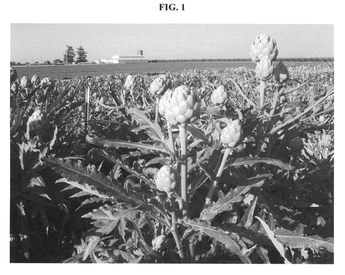 Figure 1 of US plant patent PP21593, the photograph of PS-MSC0204 printed in the patent.