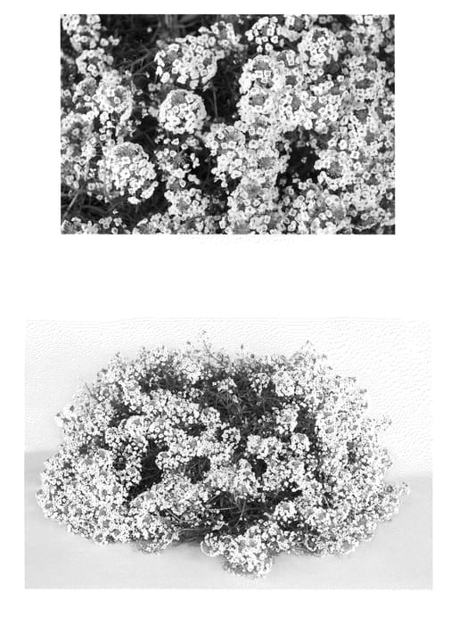 Figure 1 of US plant patent PP21594, the photograph of INLBUSNOPR printed in the patent.