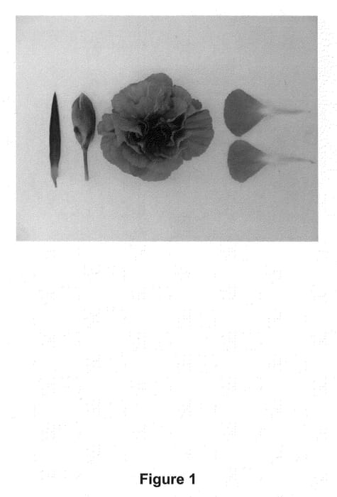 Figure 1 of US plant patent PP21595, the photograph of Floriagate printed in the patent.
