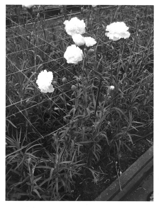 Figure 1 of US plant patent PP21596, the photograph of Moonlight printed in the patent.